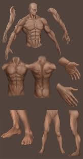 The lats the major and minor designations refer to their relative size to each other. Anatomy Sketch 01 Junwei S Design