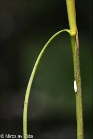 Image result for Stuckenia