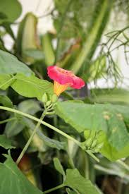 Image result for Stictocardia beraviensis