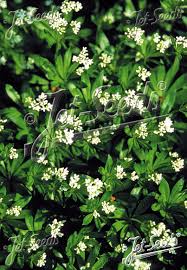 Image result for Galium stenophyllum
