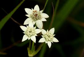 Image result for Alepidea