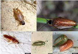 Identifier les blattes et cafards. Les Blattes De Jardin Jardiner Autrement