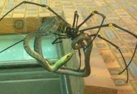 Creepy Things You Ll See In Australia Scary Facts Creepy Animals Creepy Photos
