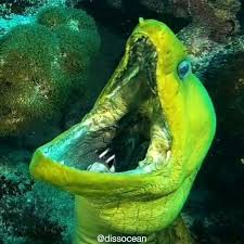 Dissocean World Ocean On Instagram 10facts About Morayeel 1 They Have Two Sets Of Jaws 2 There Are Scary Animals Scary Sea Creatures Scary Ocean