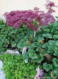 Image result for Gunnera perpensa
