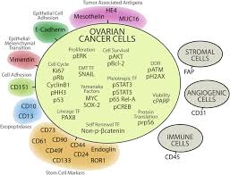 Ovarian cancer is one of those nightmare cancers: Antibody Panel For Cytof To Detect Proteins Expressed By Individual Download Scientific Diagram