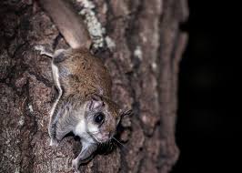 See more ideas about flying squirrel, squirrel, baby flying squirrel. Florida Suspects Arrested In Million Dollar Flying Squirrel Trafficking Ring Blogs
