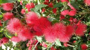 Image result for Calliandra haematocephala