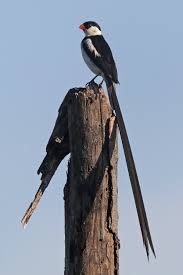 Check spelling or type a new query. Pin Tailed Whydah Wikipedia