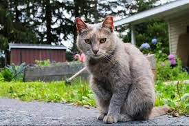 We did not find results for: How To Get Rid Of Stray Feral Cats
