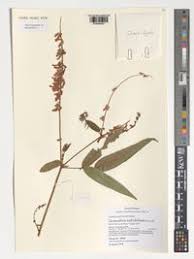 Image result for Pleurolobus salicifolius