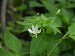 Image result for Cleome gynandra