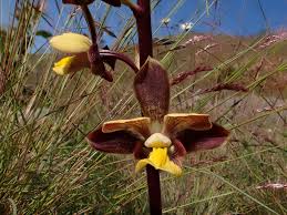 Image result for Eulophia ovalis