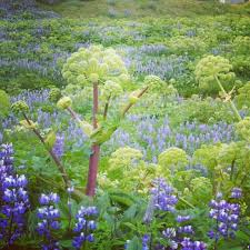 Image result for Angelica