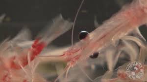 Krill oil is nutrient dense oil support for eye health, joint health, menstrual behavior, immune booster, diabetes, digestive health and energy boost. Antarctic Krill Youtube