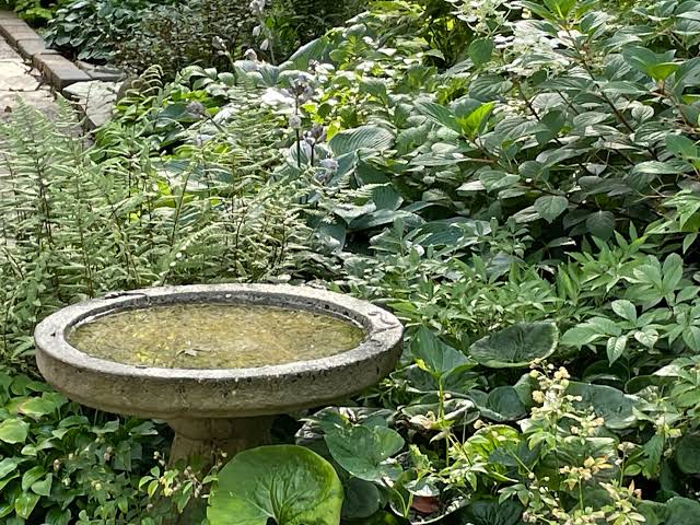 cool water in bird bath