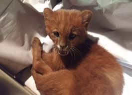 Kedi Yavrusu Sanip Evlerine Aldilar Gercegi Ogrendiklerinde Buyuk Sok Yasadilar Son Dakika Dunya Haberleri