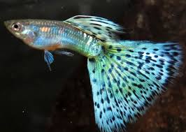 35 Different Types Of Guppies In The World With Beautiful Pictures Peixes Ornamentais Peixes Lebiste