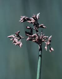 Image result for Schoenoplectiella juncea