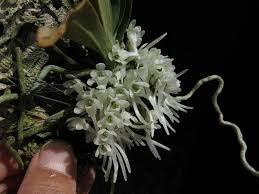 Image result for Rhipidoglossum