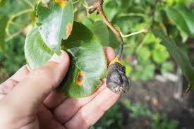 Image result for puklice na pokojových rostlinách obrázek