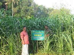 Hybrid napier grass cultivation as a sustainable self employment for livestock farming. Hybrid Napier Grass Co5 Root Slips Or Stem Cuttings At Rs 0 5 Unit Grass Seeds Id 15147730148
