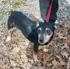 Click here to view miniature pinscher dogs in florida for adoption. Dog For Adoption Baby A Miniature Pinscher Rat Terrier Mix In Lyles Tn Petfinder