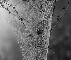 بيوت العناكب صور بيت العنكبوت اوهن البيوت منتديات درر العراق spider web spider art spider silk