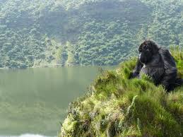Gorillas in the Mist – Exhibits