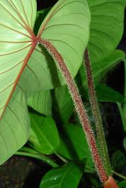 Philodendron Malesevichiae Philodendron Plant Leaves Plants Are Friends