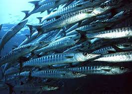 Once we've identified those individuals, we can tailor specialized. Barracuda Belle Martinique