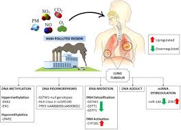Ministry monitoring air pollution levels, luang prabang exceeds safe limit grey skies: Challenges And Future Direction Of Molecular Research In Air Pollution Related Lung Cancers Lung Cancer