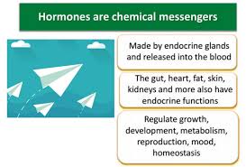 Why Hormones Matter And Three Ways To Mess Them Up Hormones Third Way Endocrine