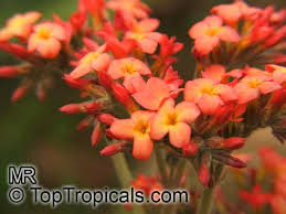Image result for Kalanchoe velutina