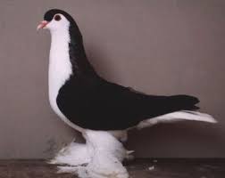 Absurdly Beautiful Pigeons Lahore Pigeon Lahore Pigeon Pet Pigeon Pigeon Breeds