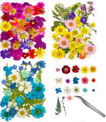 Check spelling or type a new query. Amazon Com 120 Pcs Dried Flowers For Resin With Tweezers Multiple Colorful Real Pressed Dry Flower Leaves Mixed For Diy Crafts Nail Art Candle Soap Making Phone Case Jewelry Pendant Floral Decors