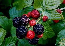 Find photos of red raspberries. Black Raspberry Plants For Sale At Tn Mail Order Nursery