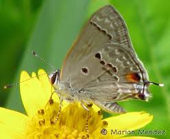 Image result for Strabomantis anatipes