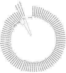 Bagian bagian di sci / perhatikan baik baik ini iklan bukan film kartun dream co. Biometric And Genetic Differences In Kelabau I Osteochilus I Spp As Revealed Using Cytochrome C Oxidase Subunit 1 Abstract Europe Pmc