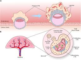 A) on one side of the cell; Frontiers Omics Approaches To Study Formation And Function Of Human Placental Syncytiotrophoblast Cell And Developmental Biology