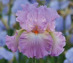 Destination Fabulous 2015 New Schreiner Family Hybrids Iris Garden Bearded Iris Iris Flowers