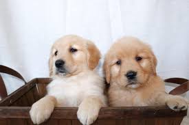 Akc Golden Retriever Puppies For Sale In Chicago Illinois Classified Americanlisted Com