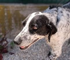 Luna — Pointer Mischling — Dein Haustier