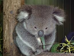 The Koala Hospital In Port Macquarie Australia Is The World S First Hospital Dedicated Solely To The Care And Preservati Cute Animals Cute Baby Animals Koala