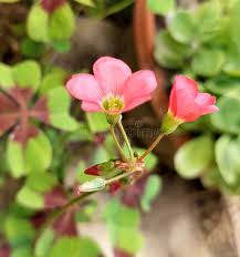 Image result for Oxalidaceae