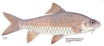 Origin of the name 'kelah'. Empurau Fish Mahseer Fish å¿˜ä¸äº† Tor Tambroides Indomahseer Aquaculture