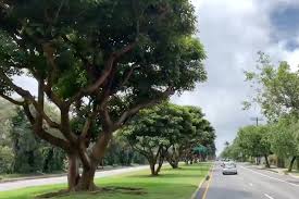 We did not find results for: Water San Vicente Sidewalk Trees And Bedazzle Coral Trees For Earth Day Brentwood News