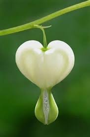 White Bleeding Heart Mother Nature Moments Beautiful Mother Nature Amazing Flowers Beautiful Flowers Bleeding Heart