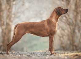 Image result for rhodéský ridgeback