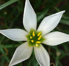 Image result for Ornithogalum